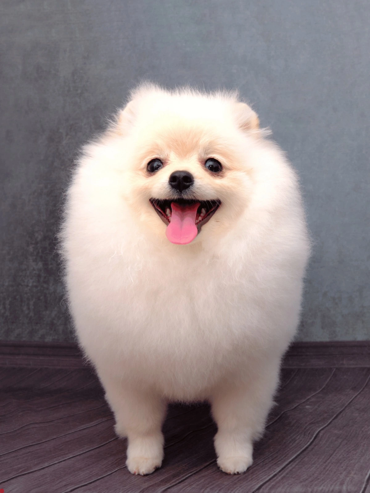 Elvis Pet Kuaför ile Evcil Dostlarınıza VIP Bakım