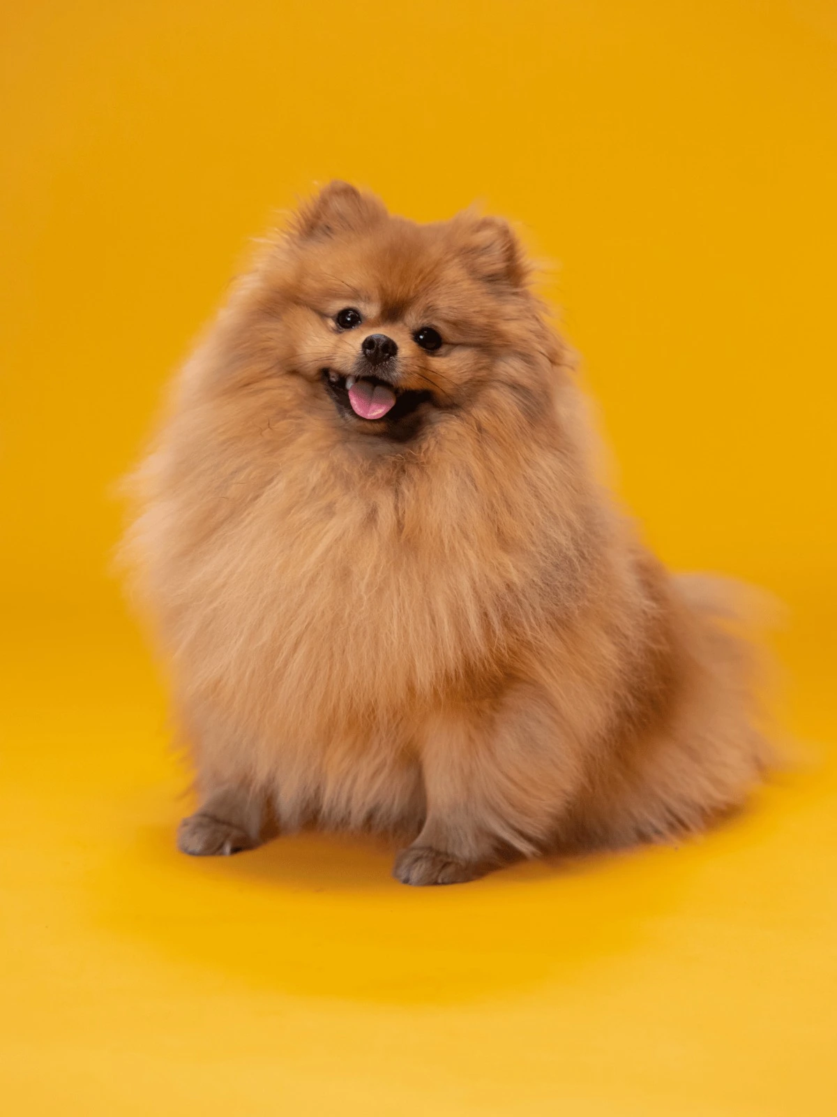 Dostlarınız İçin Konfor ve Hijyen Bir Arada